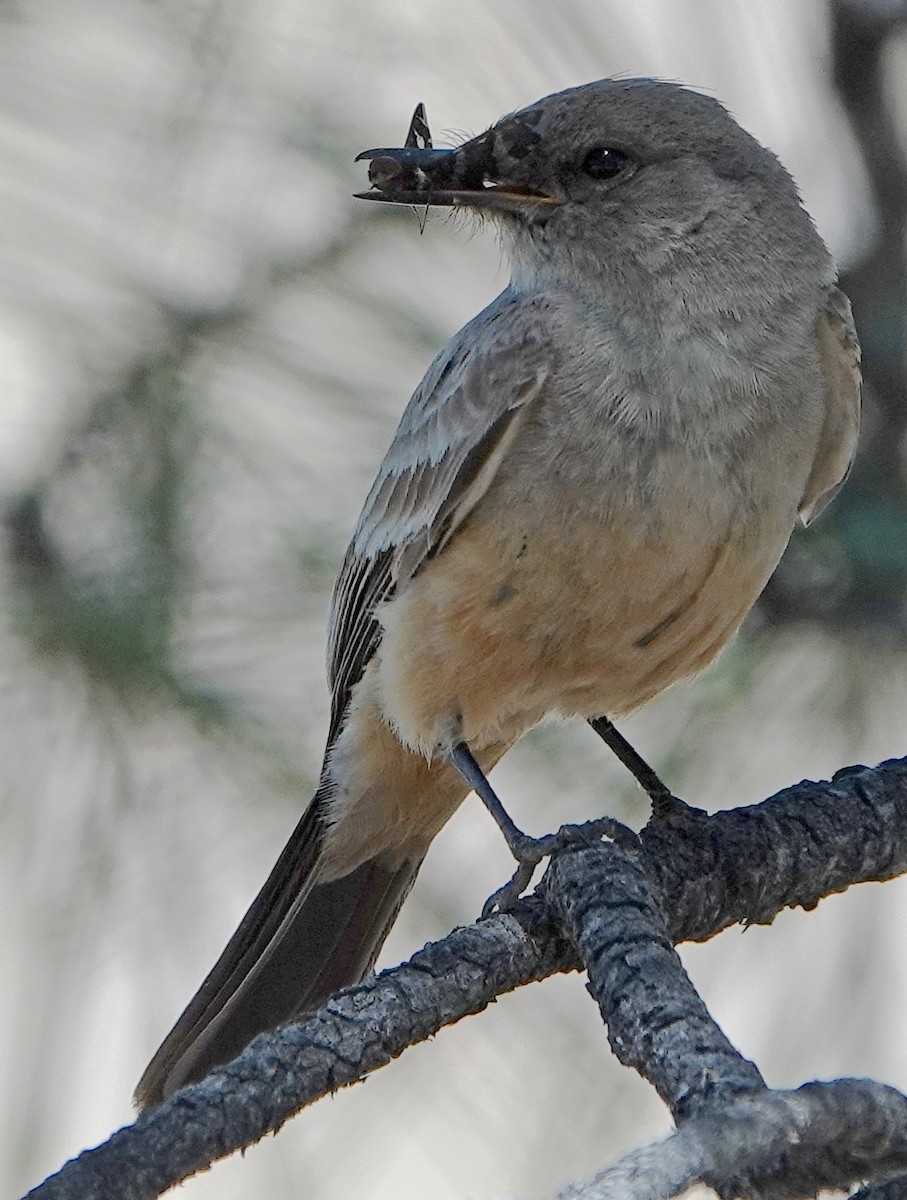 Say's Phoebe - ML582389721