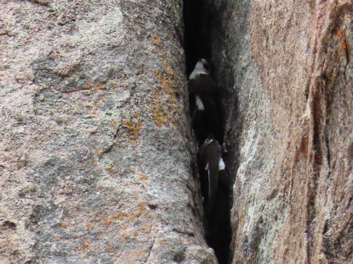 White-throated Swift - ML582389971