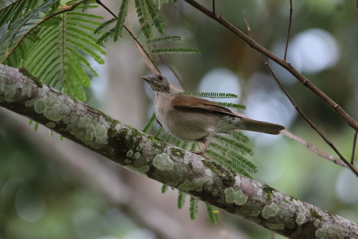 Pale-breasted Thrush - ML58239021