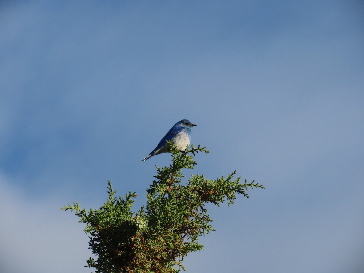 Mountain Bluebird - Bruce Pratt