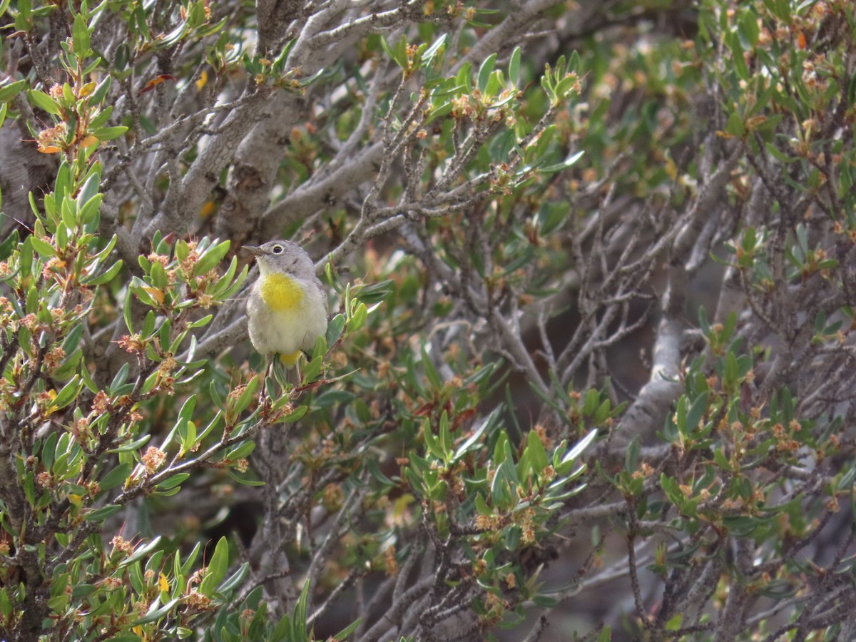 Virginia's Warbler - ML582390441