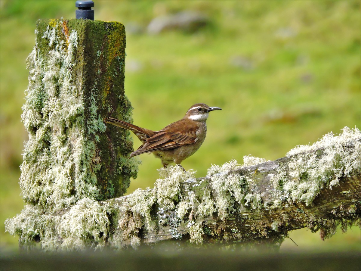 Cinclode du paramo - ML58239051