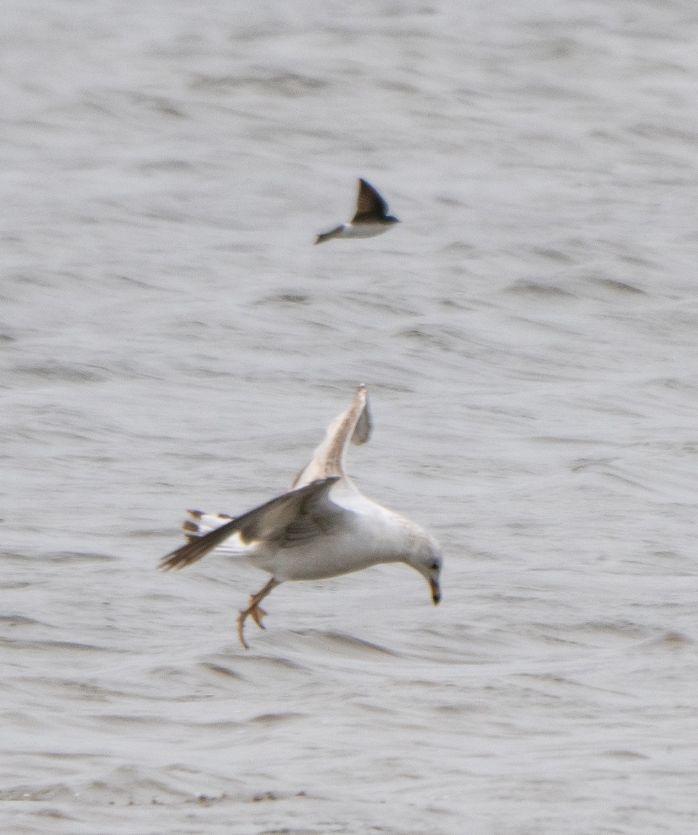 Ring-billed Gull - ML582390691