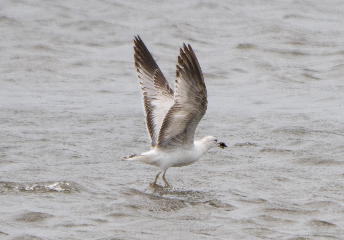 Ring-billed Gull - ML582390741