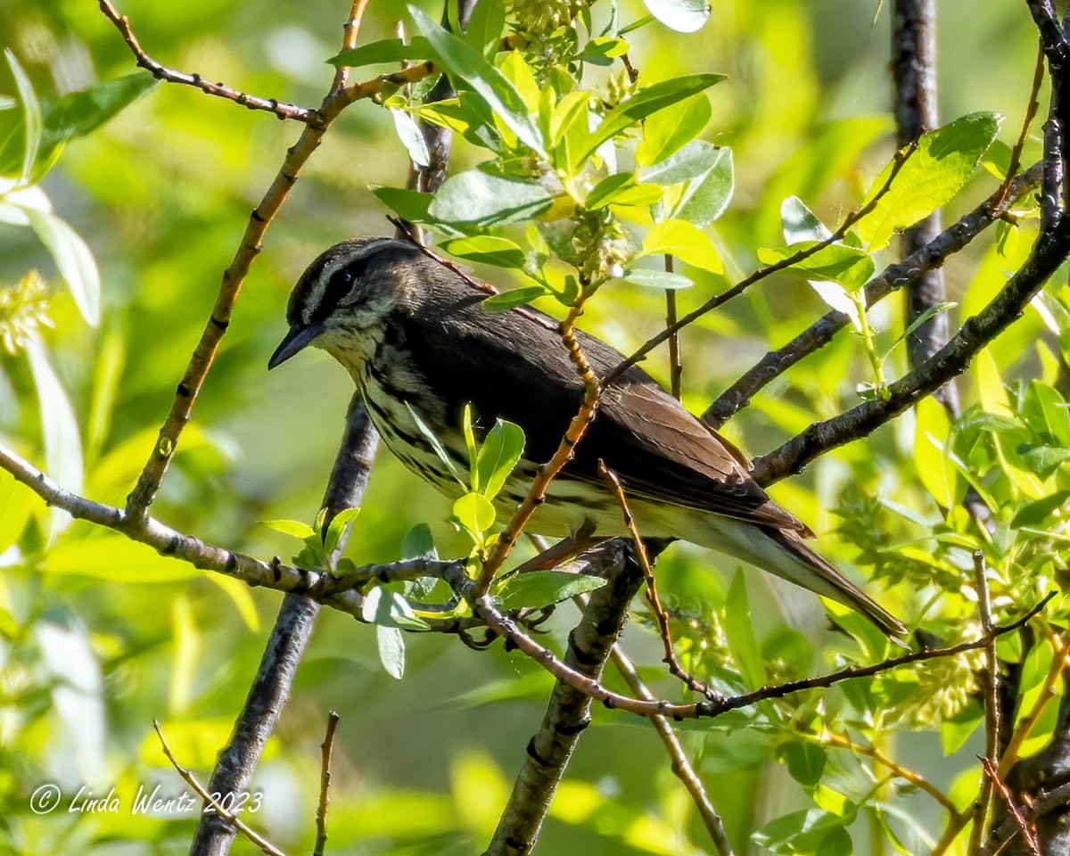 Northern Waterthrush - ML582391531