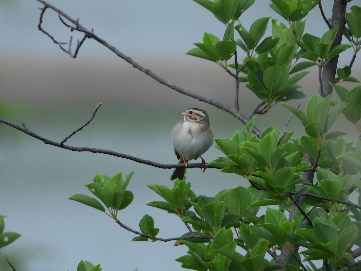 Clay-colored Sparrow - ML582391981