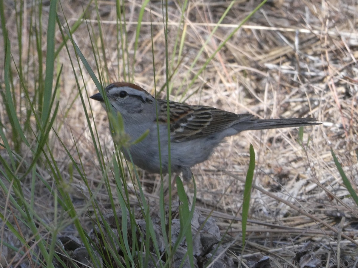 Chipping Sparrow - ML582392981
