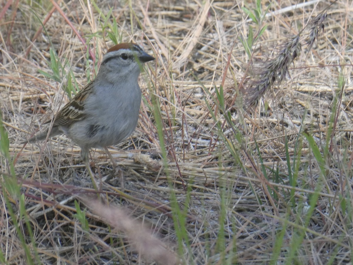 Chipping Sparrow - ML582392991