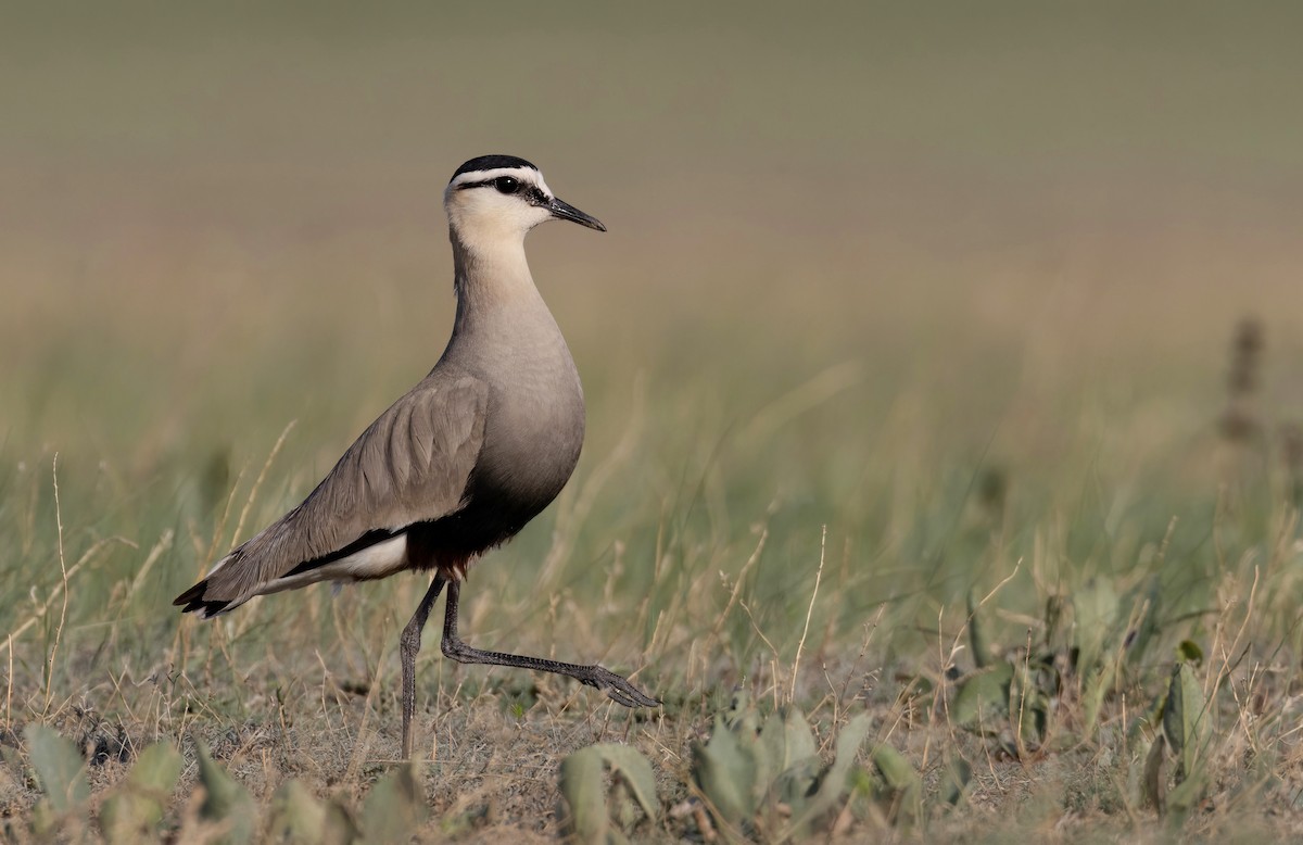 Sociable Lapwing - ML582393081