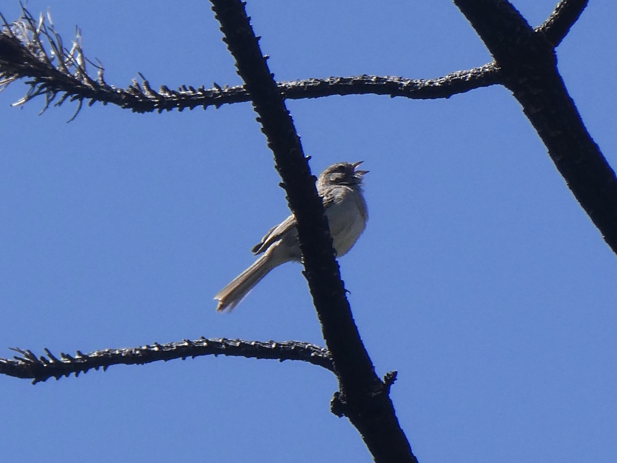 Brewer's Sparrow - ML582393101