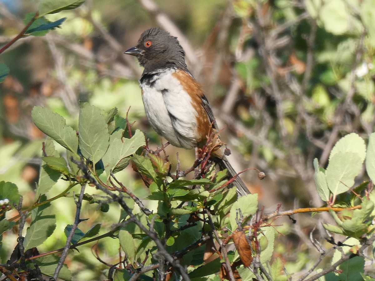 Spotted Towhee - ML582393181