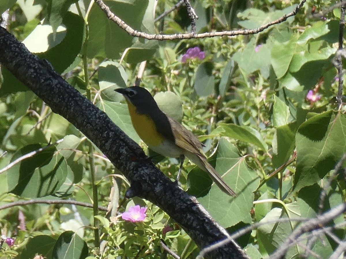 Yellow-breasted Chat - ML582393431