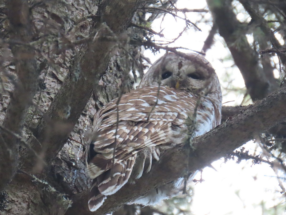 Barred Owl - Bruce Pratt