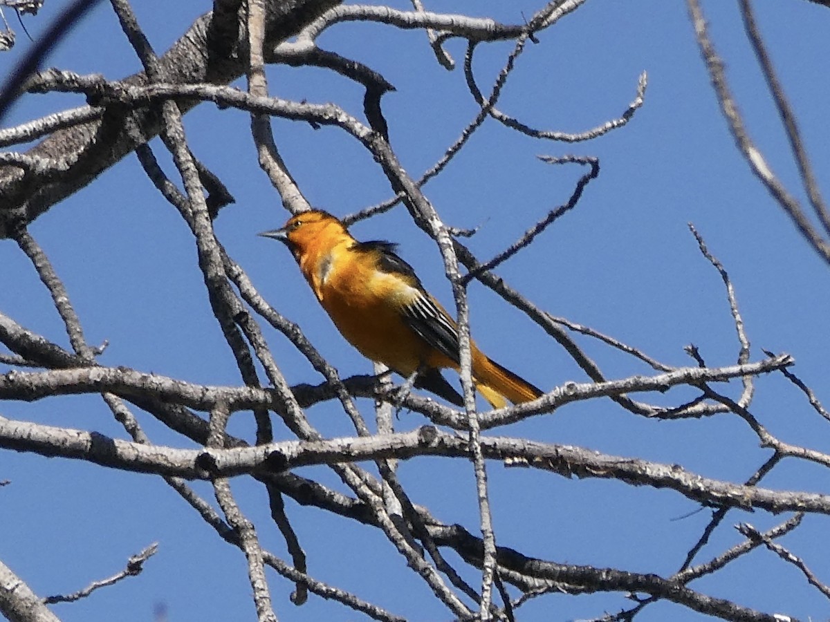 Bullock's Oriole - ML582393531