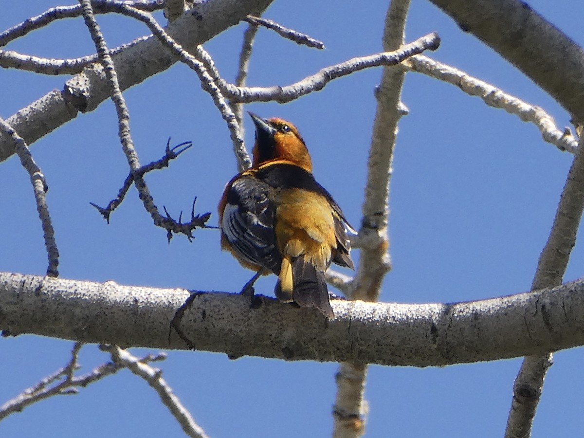 Bullock's Oriole - ML582393541