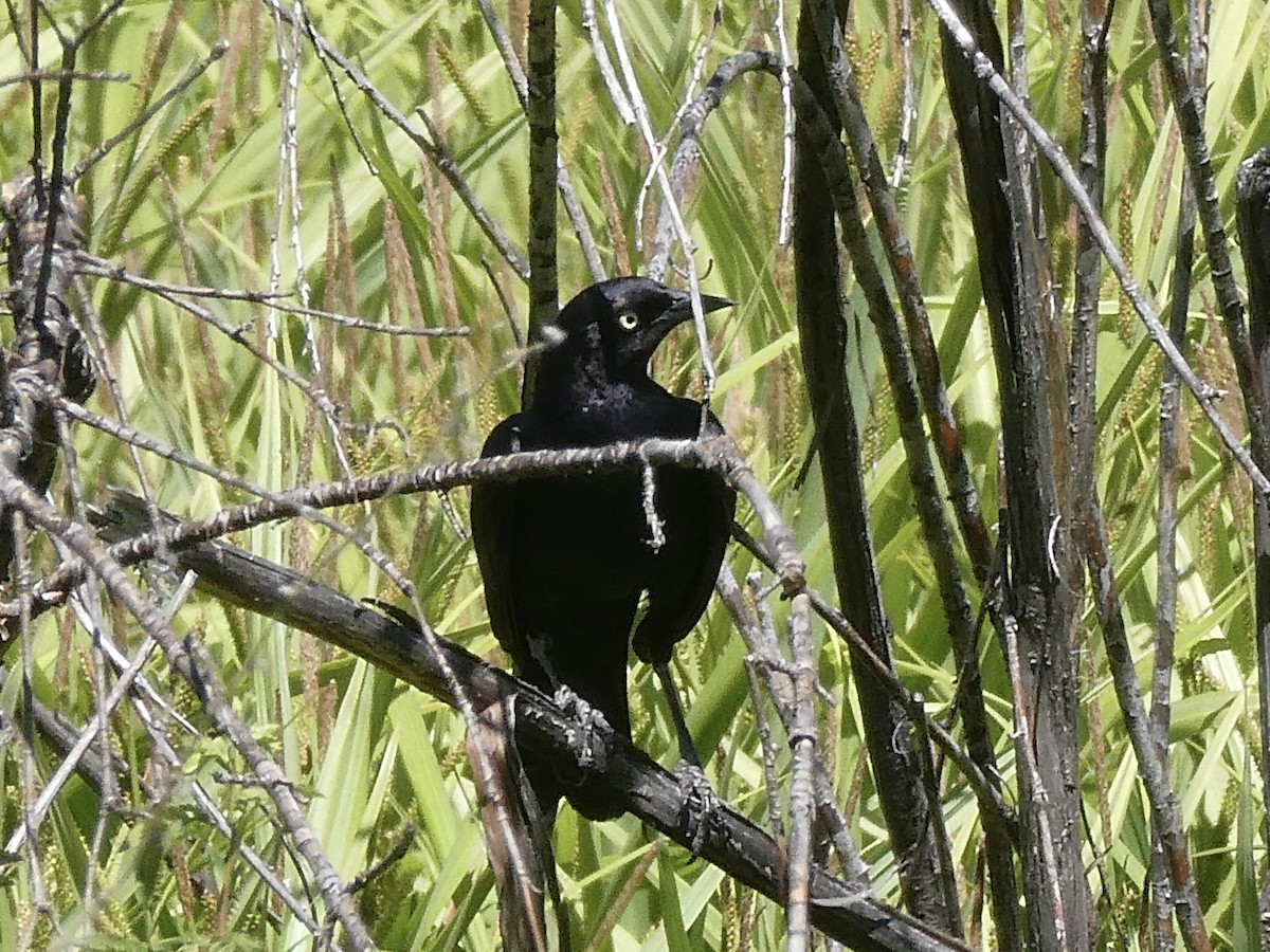 Brewer's Blackbird - ML582393601