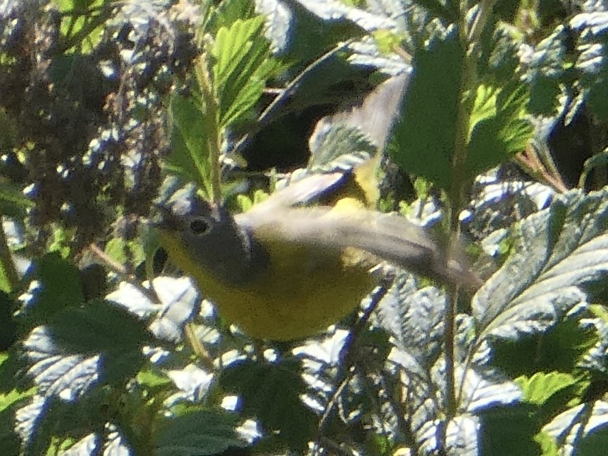 Nashville Warbler - ML582393731
