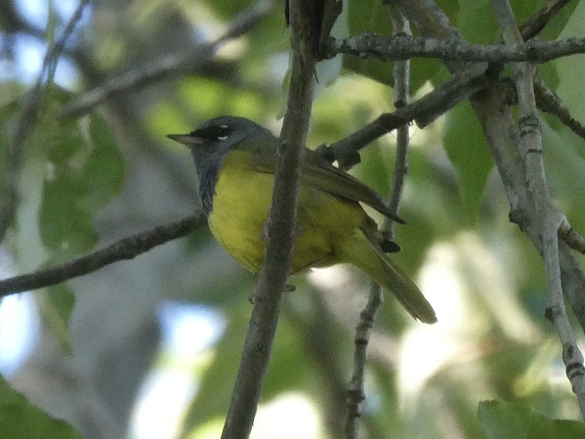 MacGillivray's Warbler - ML582393761