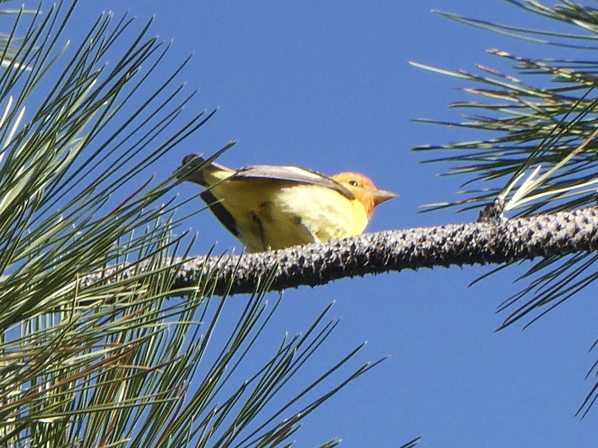 Western Tanager - ML582393941