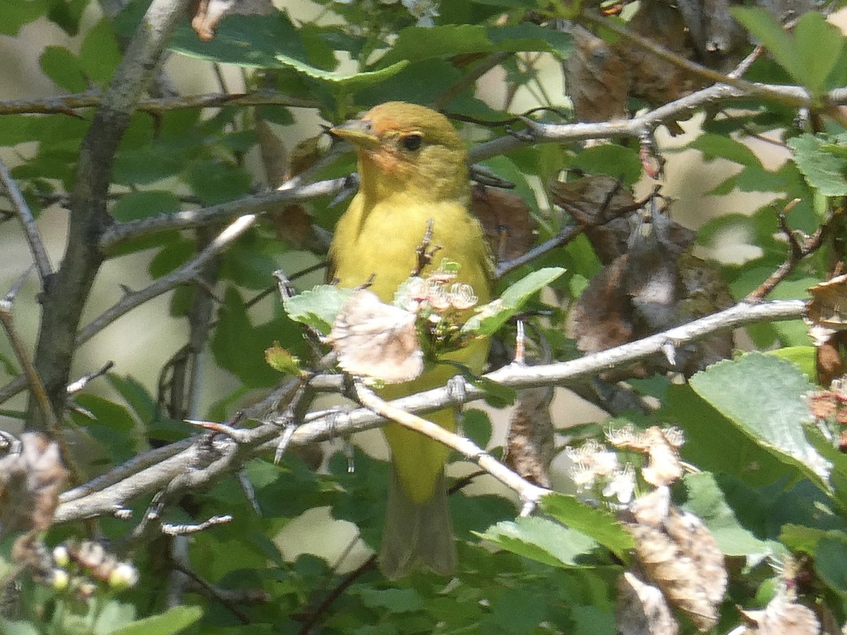 Western Tanager - ML582393951