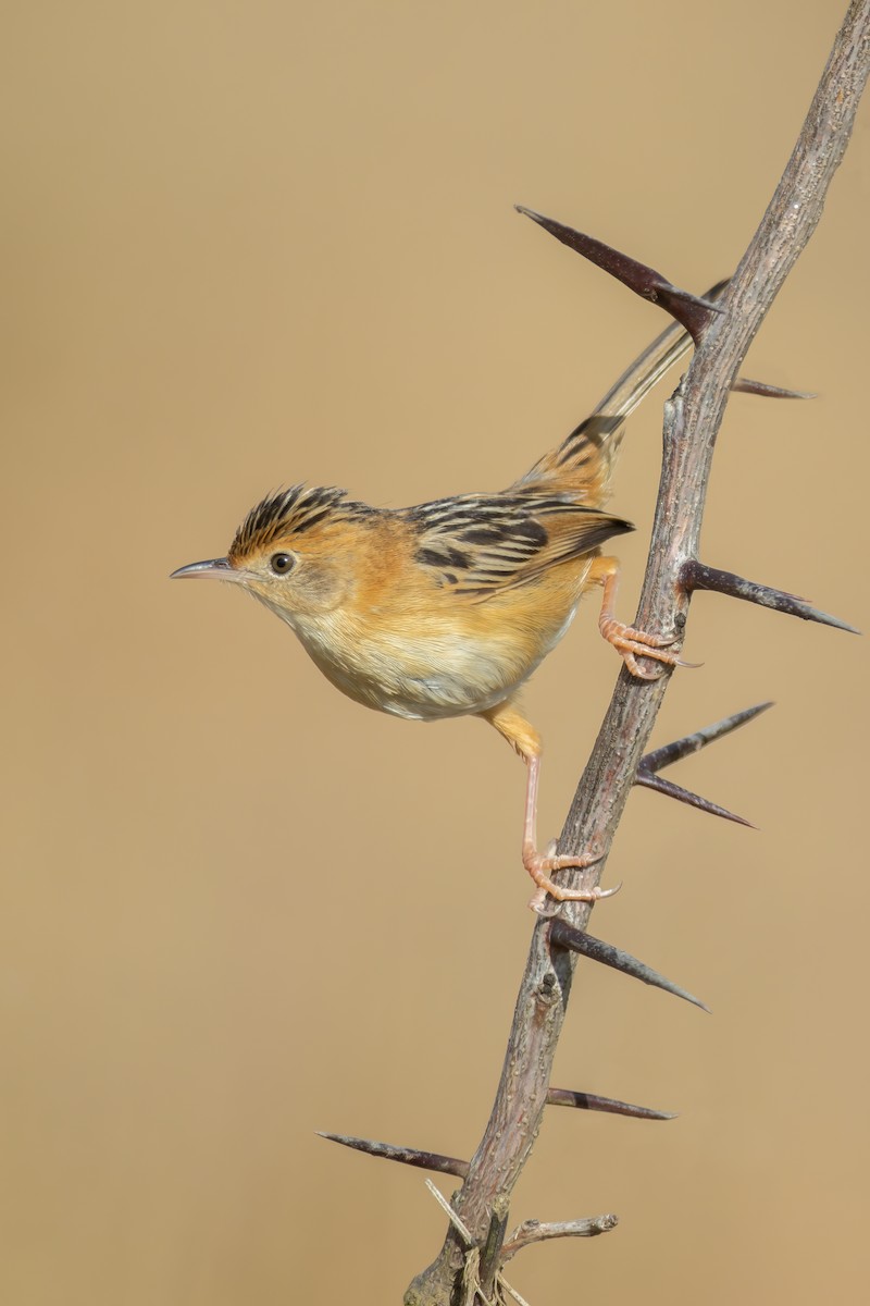 Cisticole à couronne dorée - ML582394081