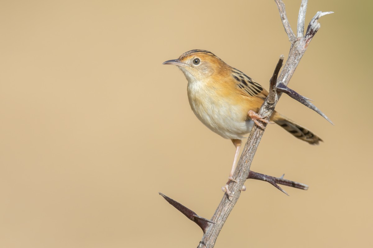 Golden-headed Cisticola - Paul Heath