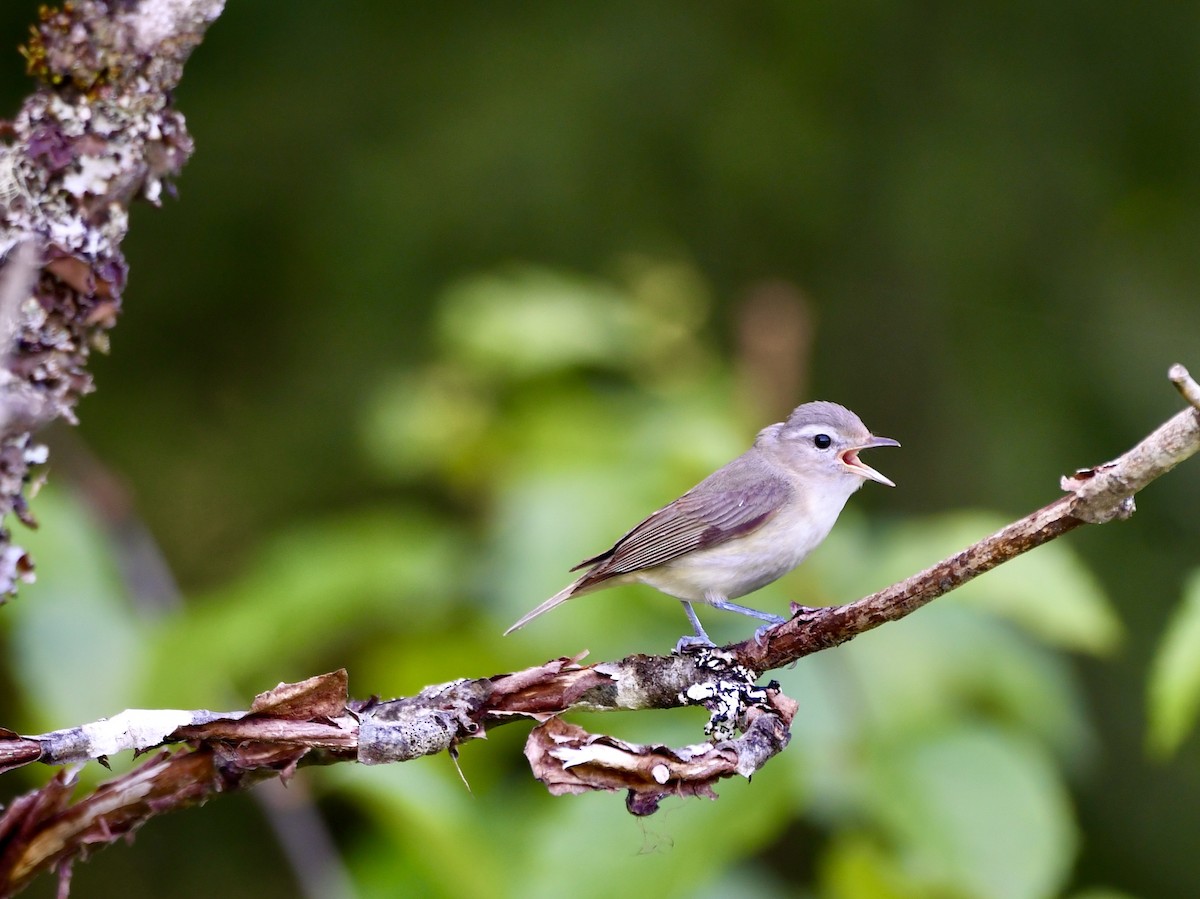 Warbling Vireo - Jan Hansen