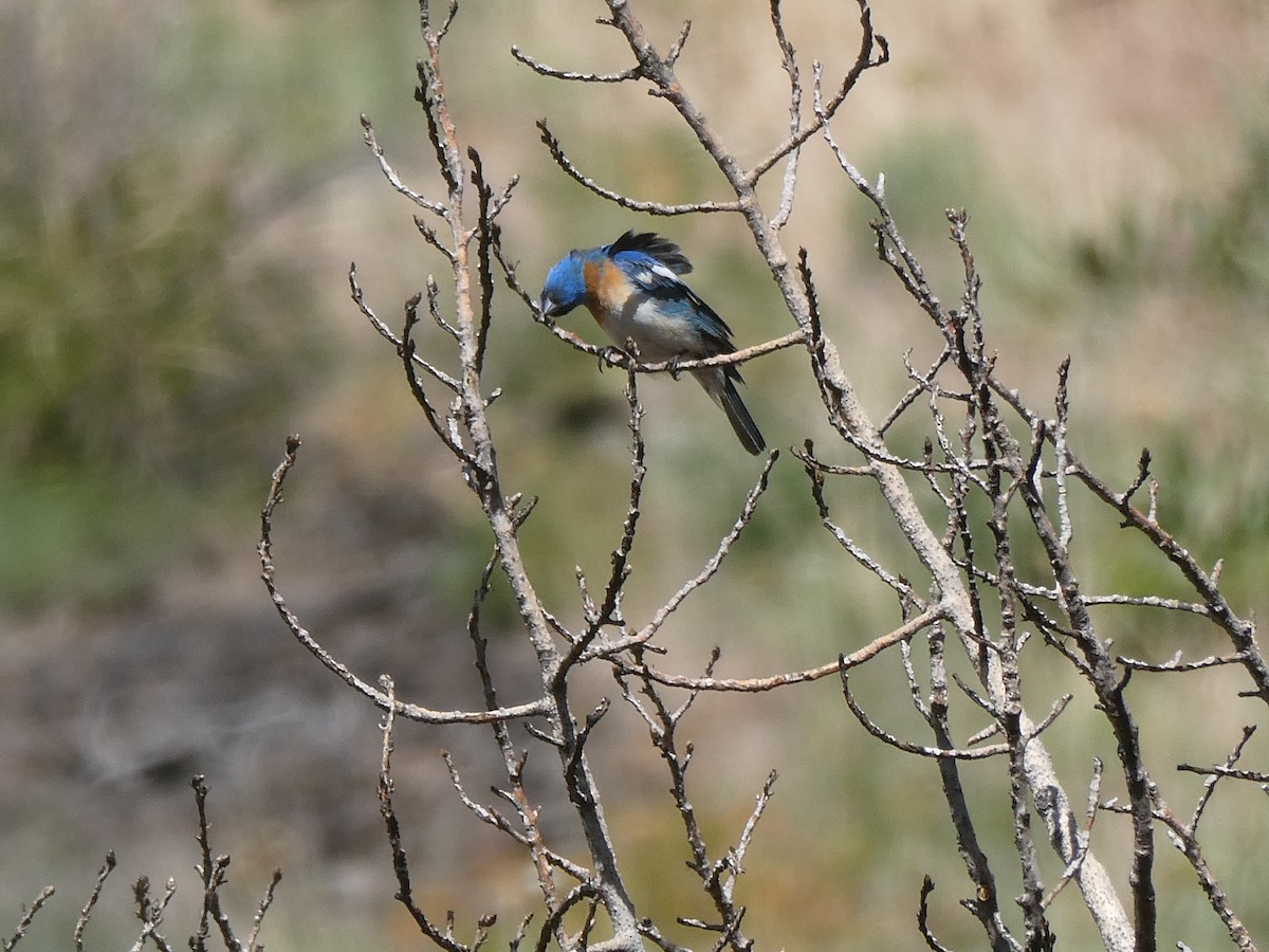 Lazuli Bunting - ML582394171