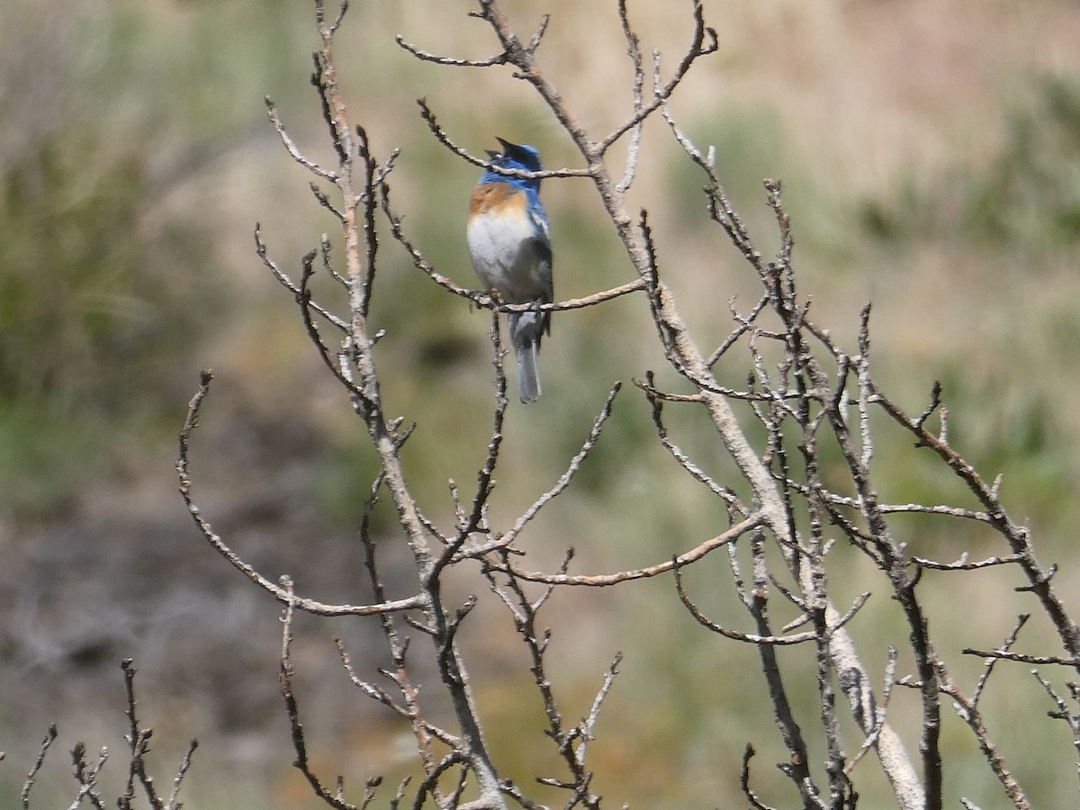 Lazuli Bunting - ML582394181