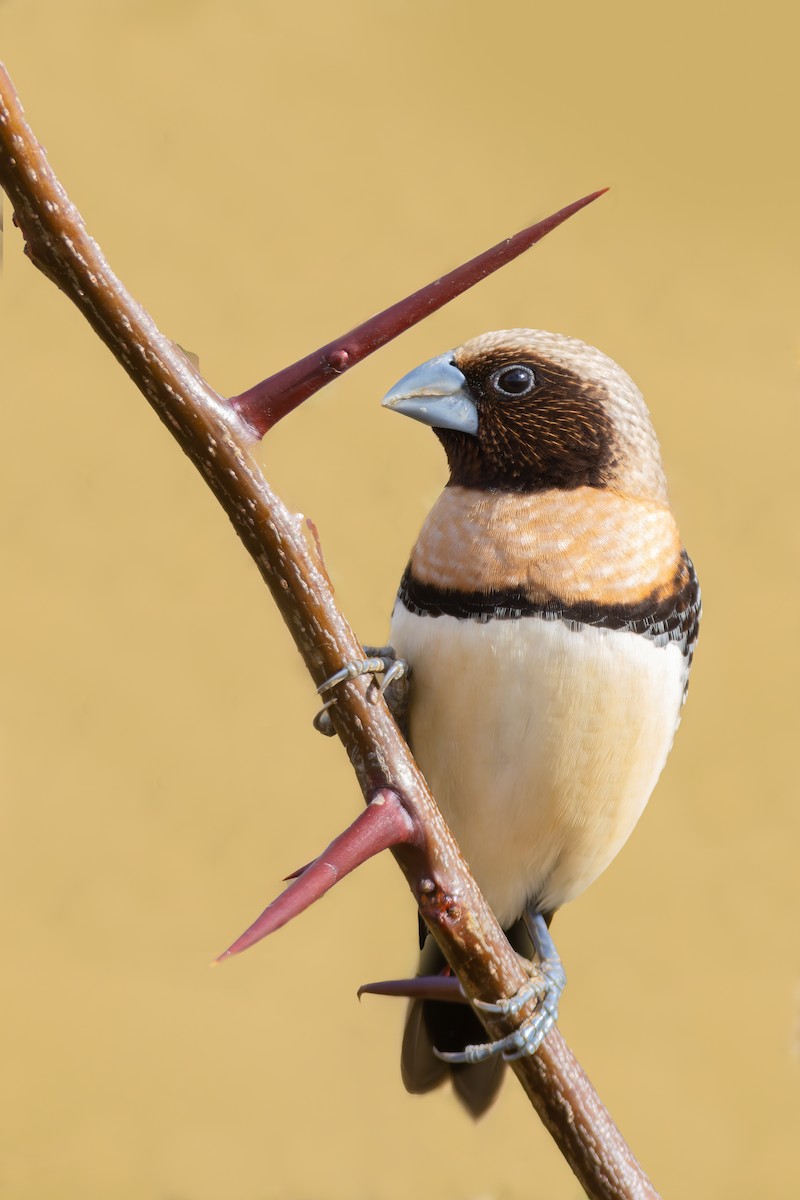 Chestnut-breasted Munia - Paul Heath