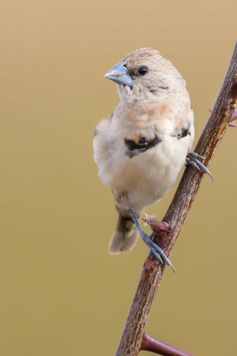 Chestnut-breasted Munia - ML582394351