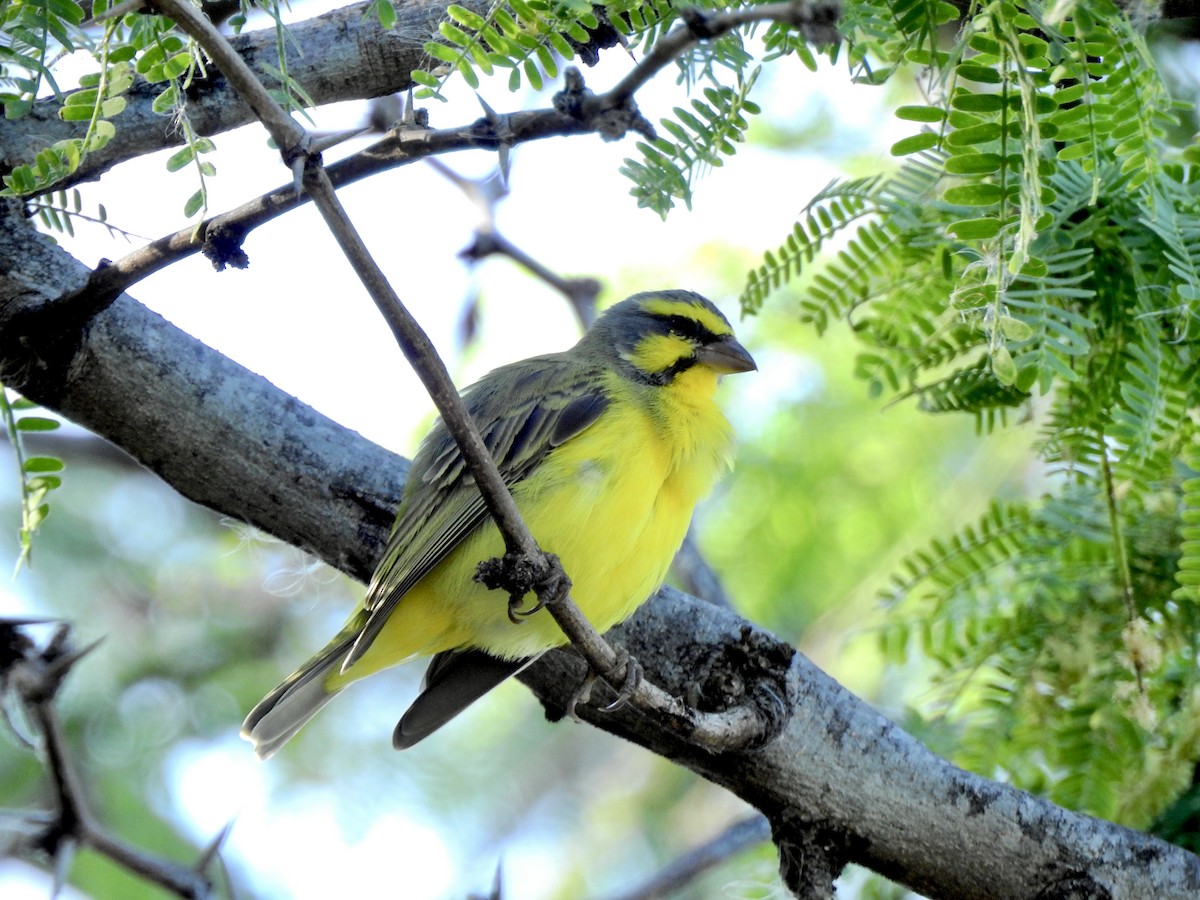 Yellow-fronted Canary - ML582395611