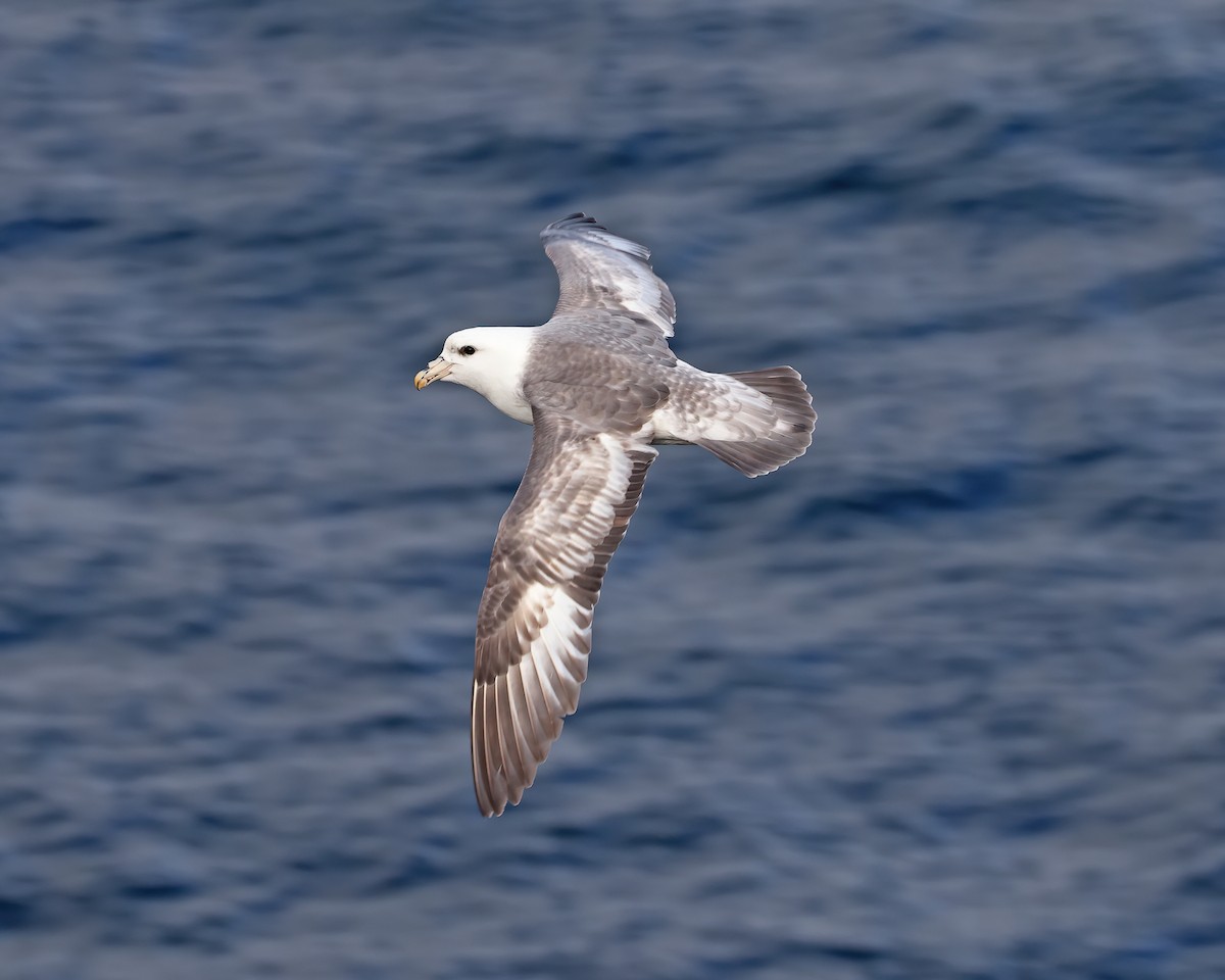 Northern Fulmar - David McQuade