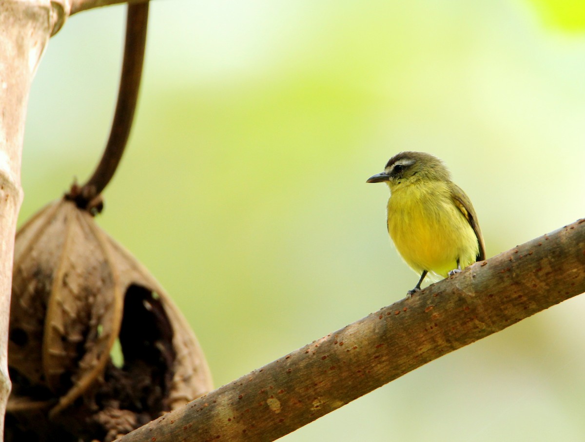 Brown-capped Tyrannulet - ML58239661