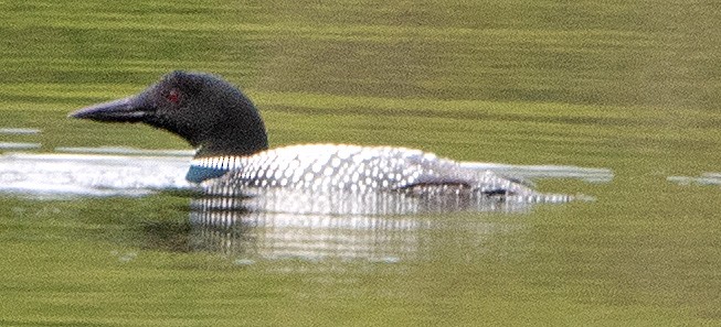 Common Loon - ML582396661