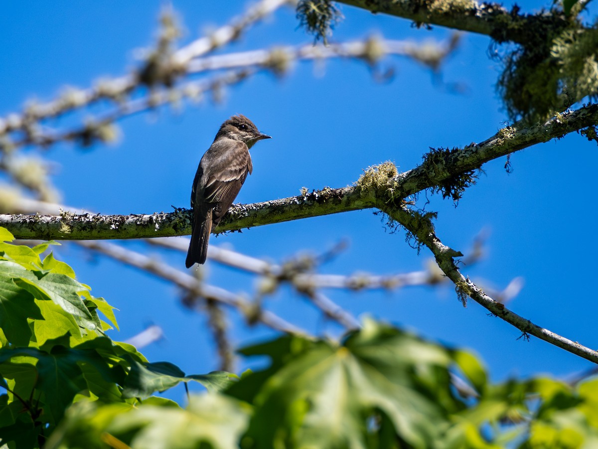 Western Wood-Pewee - ML582396711