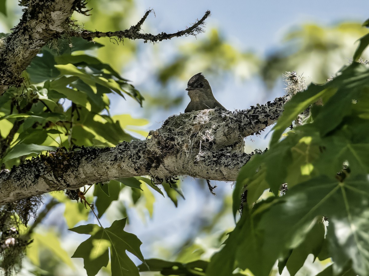Western Wood-Pewee - ML582396721