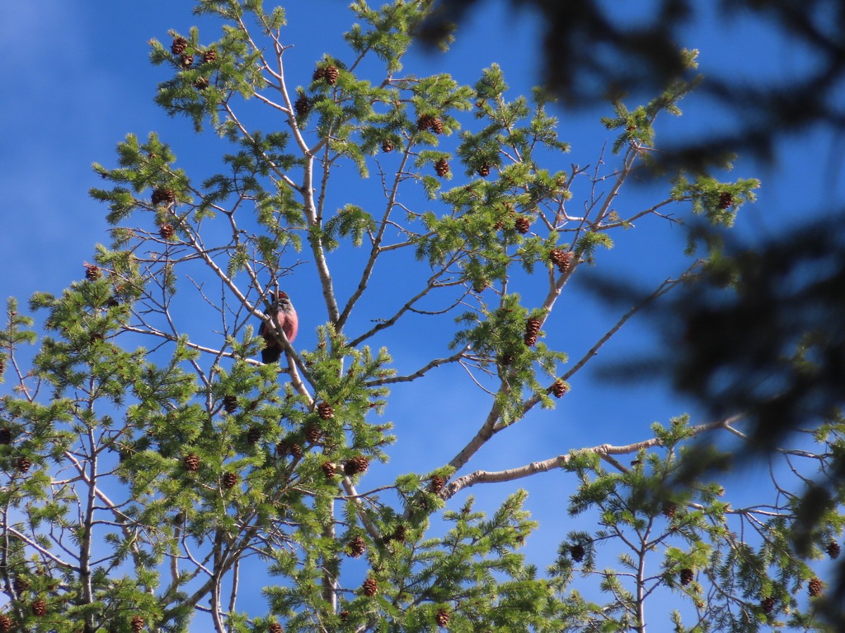 Lewis's Woodpecker - Bruce Pratt