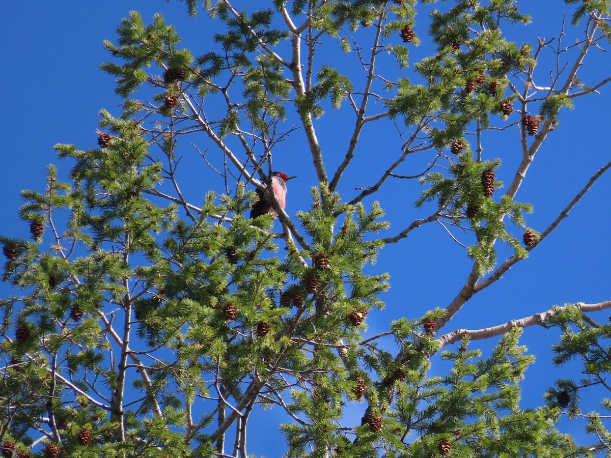 Lewis's Woodpecker - Bruce Pratt