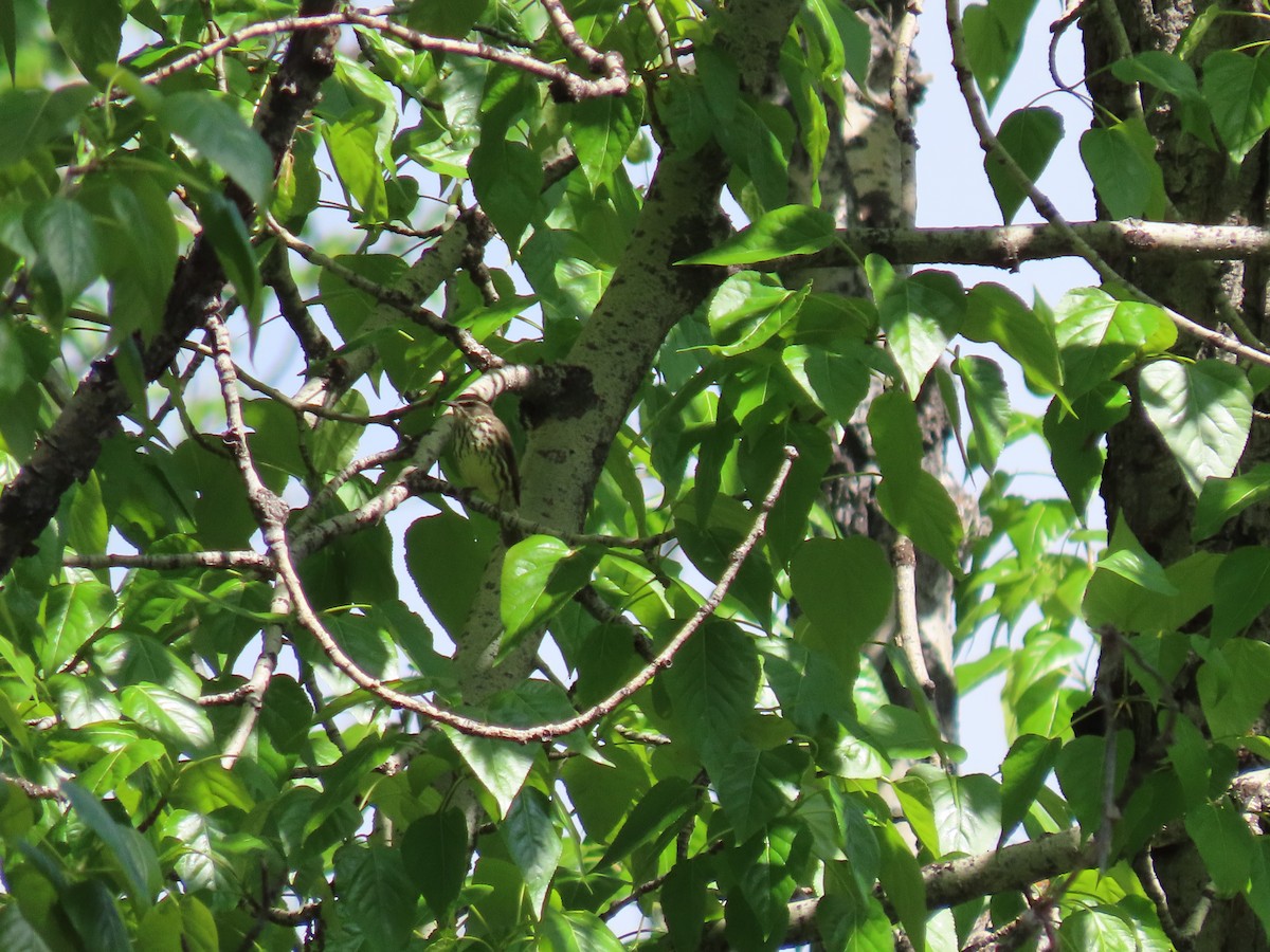 Northern Waterthrush - ML582397101