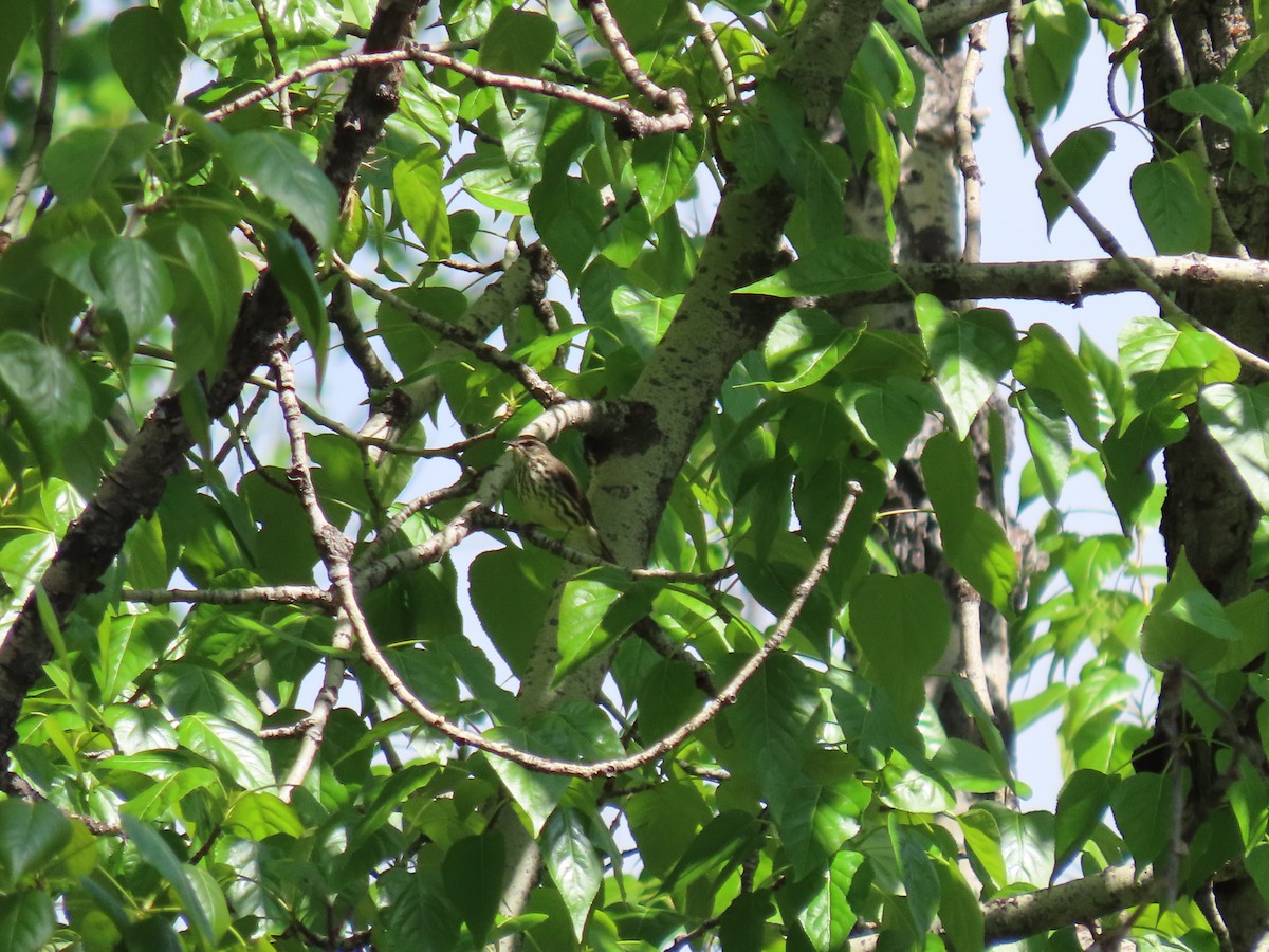 Northern Waterthrush - ML582397111
