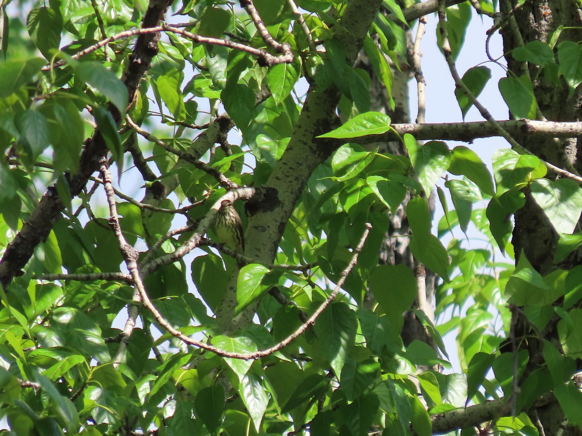 Northern Waterthrush - ML582397141