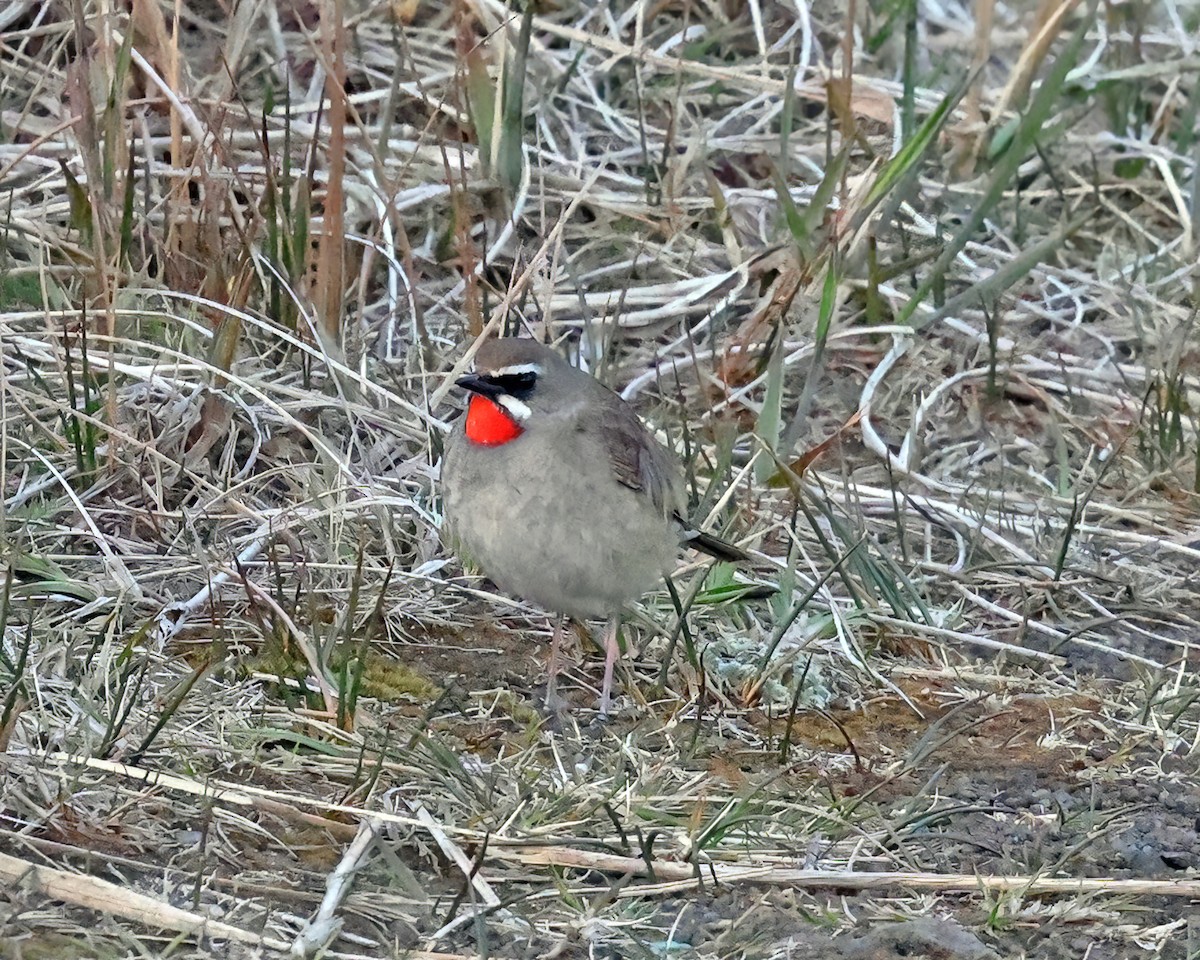 Siberian Rubythroat - David McQuade