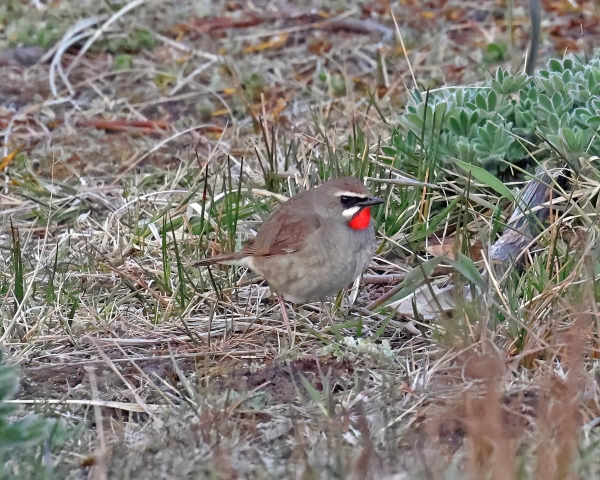 Siberian Rubythroat - ML582397561