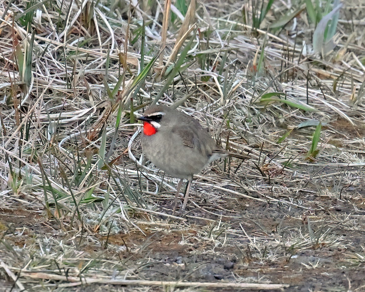 Siberian Rubythroat - ML582397571