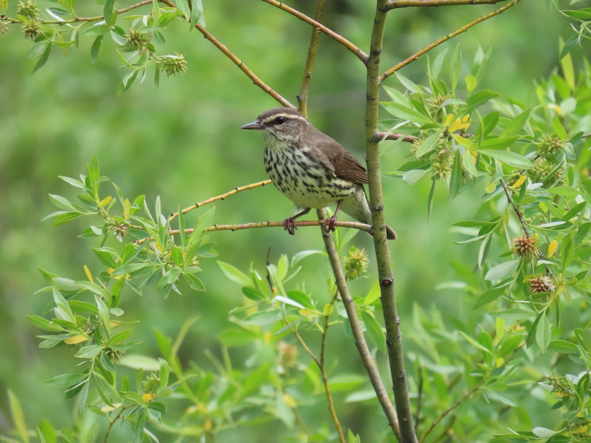 Northern Waterthrush - Eric Pratt