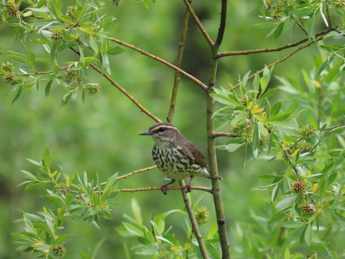 Northern Waterthrush - Eric Pratt