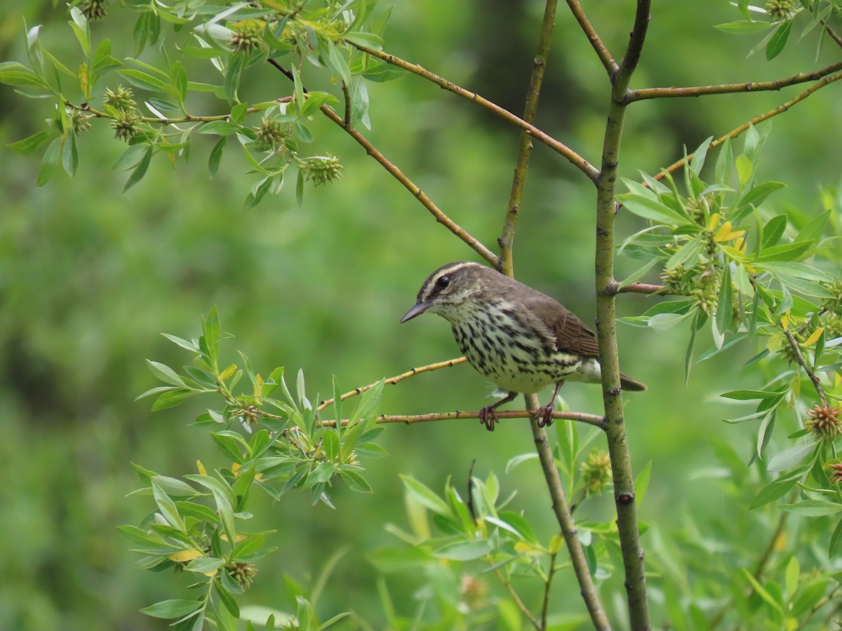 Northern Waterthrush - ML582398591