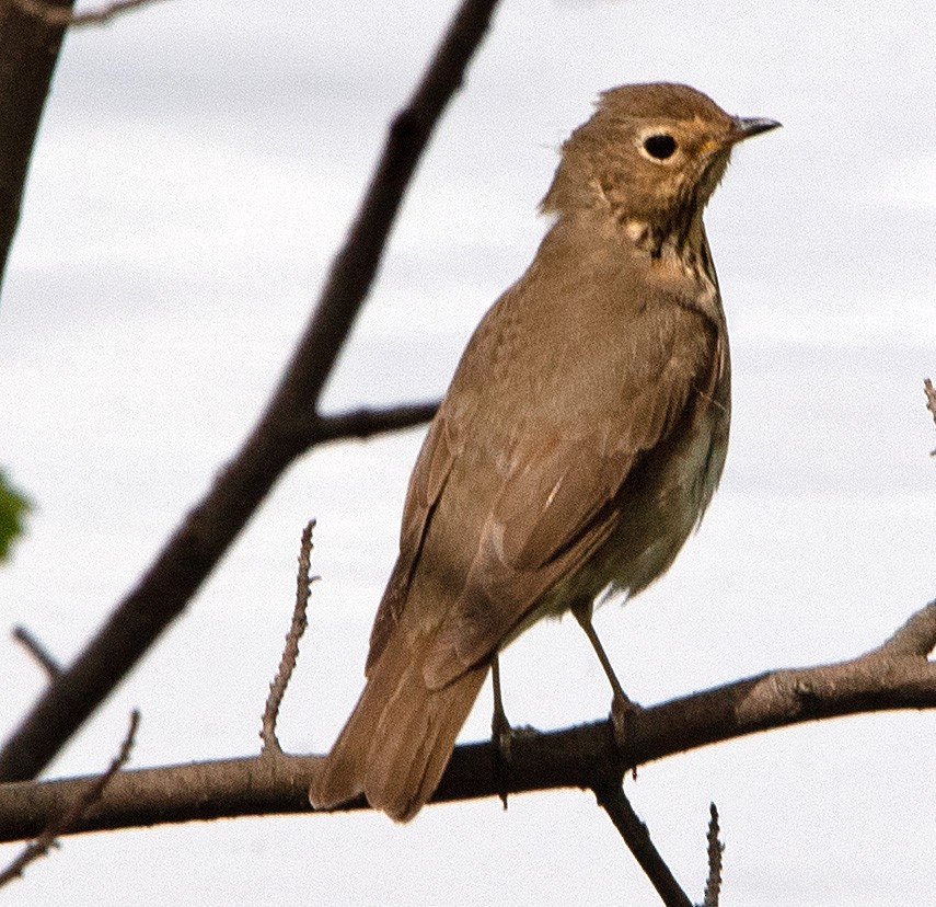 Swainson's Thrush - ML582398741