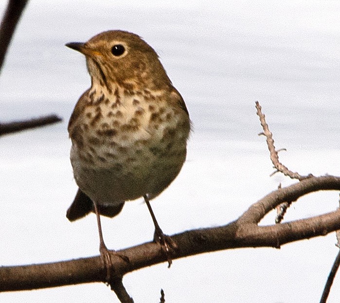 Swainson's Thrush - ML582398761